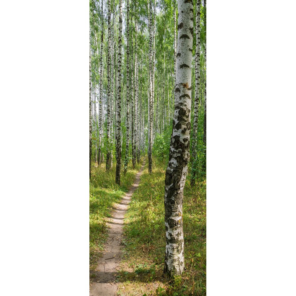 Banner Birkenwald, 75 x 180 cm