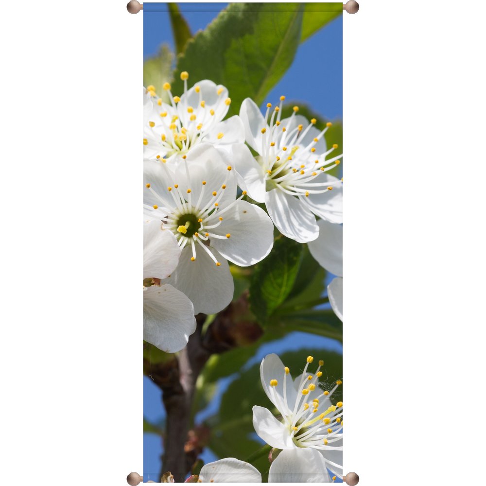 Banner Blüten weiß, 75 x 180 cm