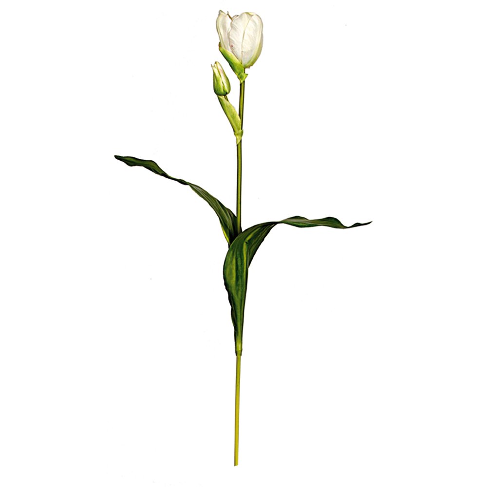 Tulpe Deluxe weiß, 60 cm