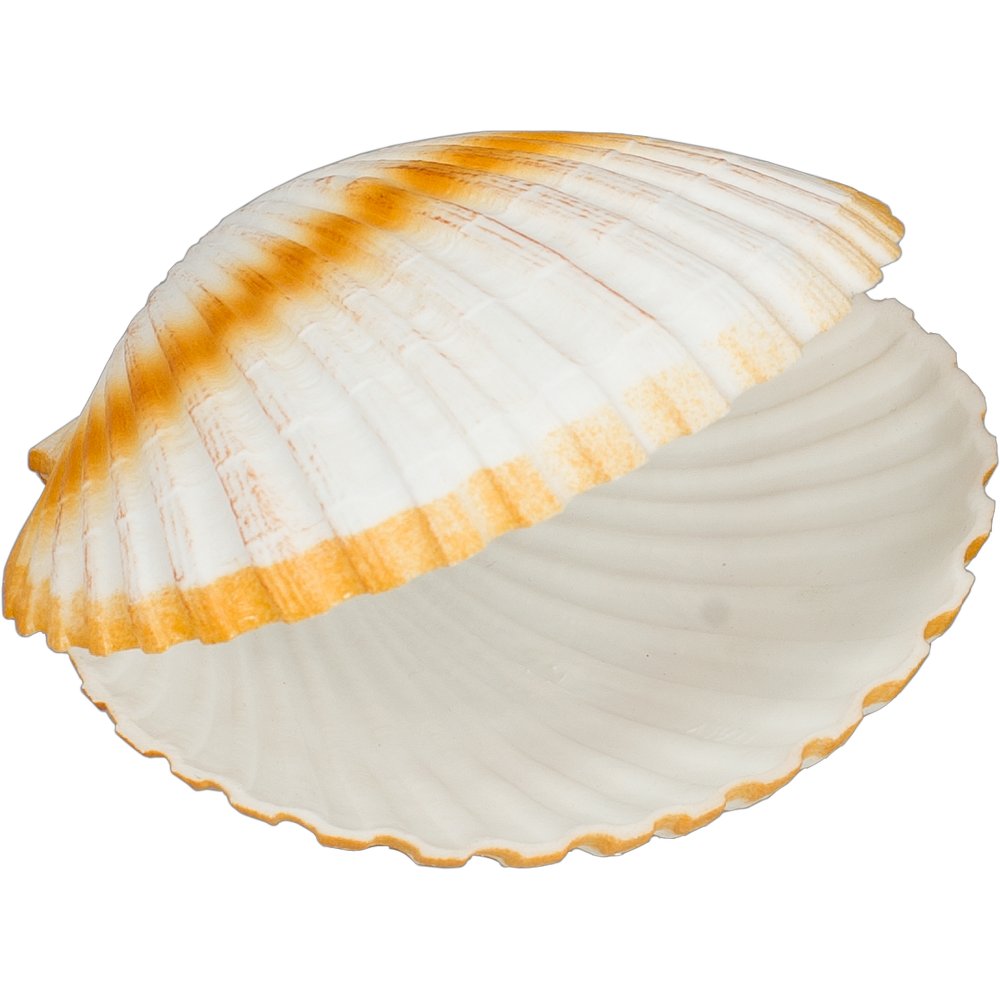 Doppelmuschel Kunststoff hell, Ø 15 cm