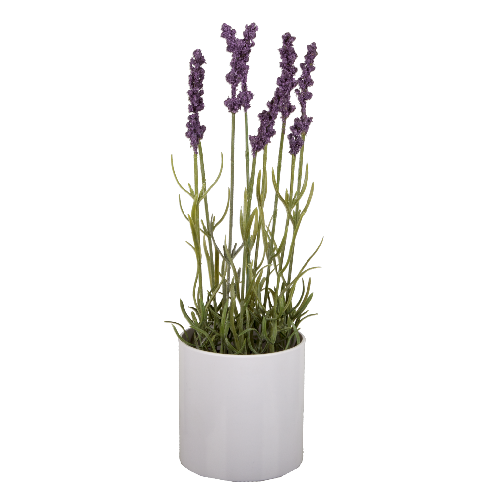 Lavendel x9 in weißem Topf lila/grün, Ø 9,5 x H 35 cm