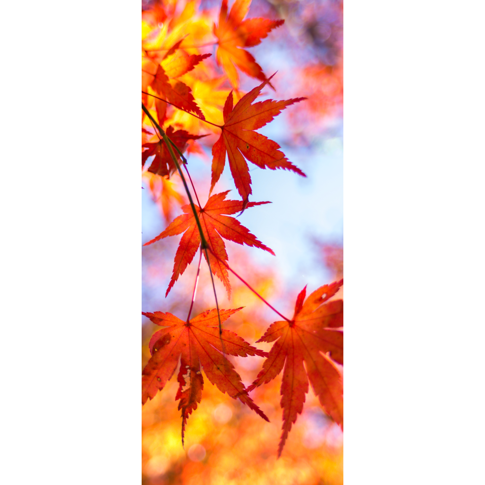 Banner Herbstblatt Ahorn natur/rot, 75 cm x 180 cm