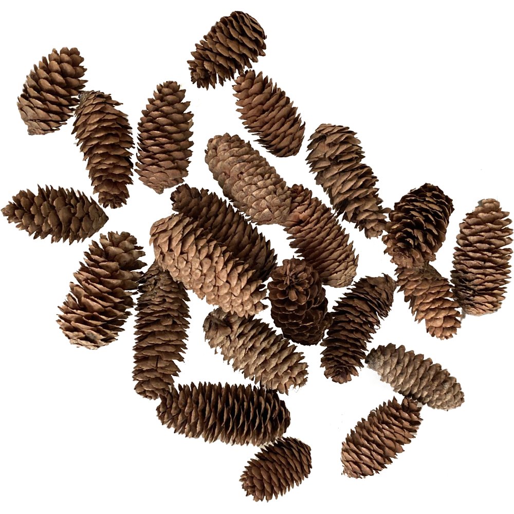 Tannenzapfen im Netz natur,200 g