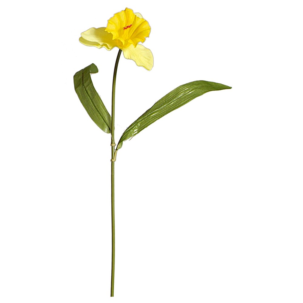 Narzisse gelb, Ø 12 x 50 cm
