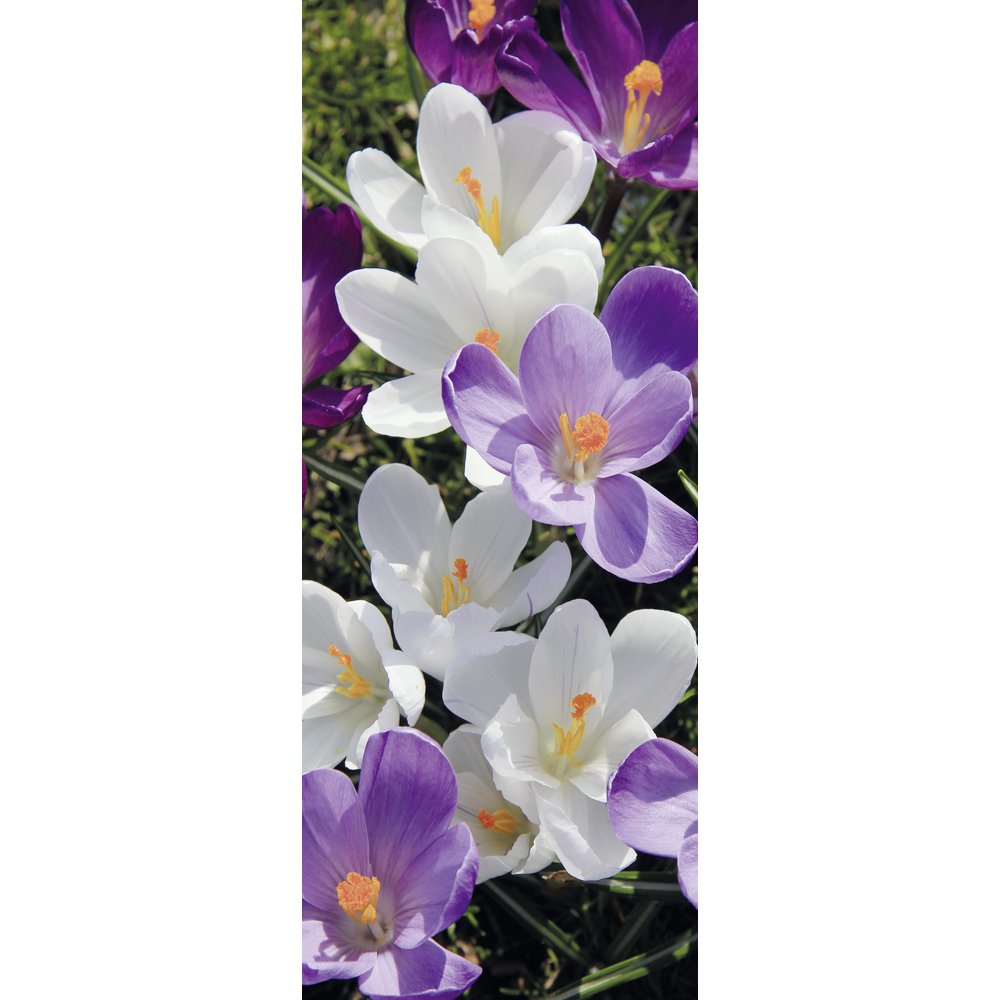 Banner Krokusse, 75 x 180 cm