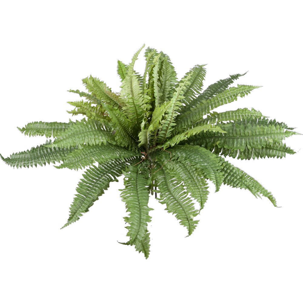 Farnbusch, Ø 90 cm, 50 Blätter