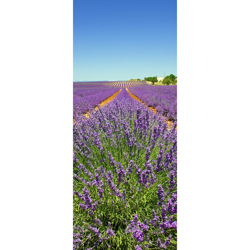 Banner Lavendelfeld, 75 x 180 cm