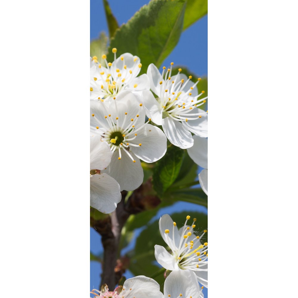 Banner Blüten weiß, 75 x 180 cm