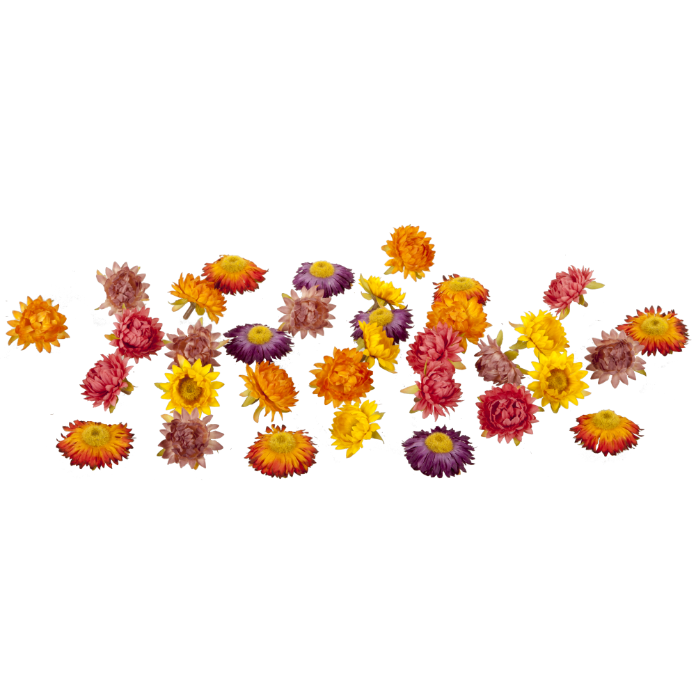 Strohblumen Blüten x36 Beutel herbstbunt mix, 36 Stück Ø5 cm