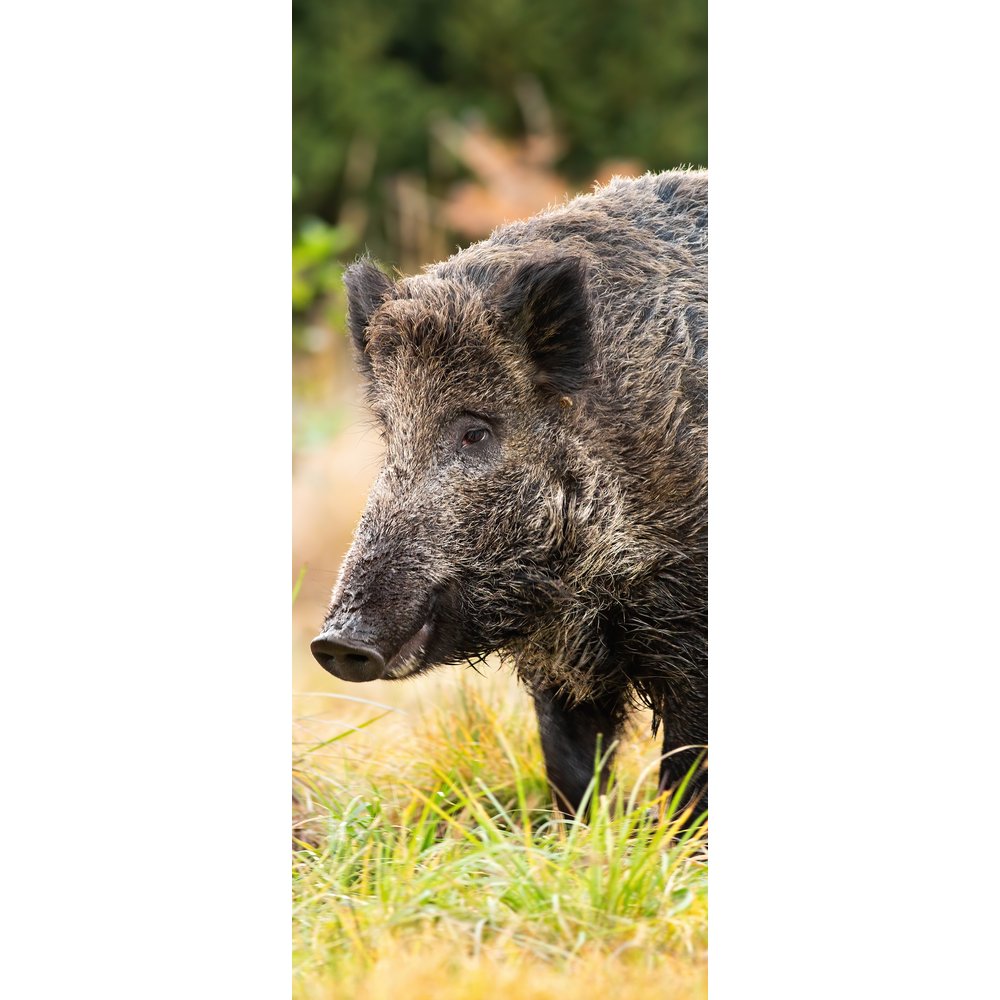 Banner Wildschwein natur, 75 x 180 cm
