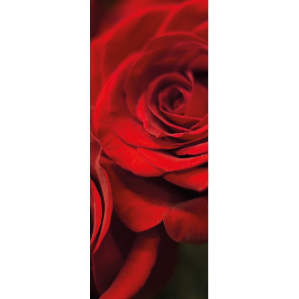 Banner Angelique (Rote Rose), 75 x 180 cm