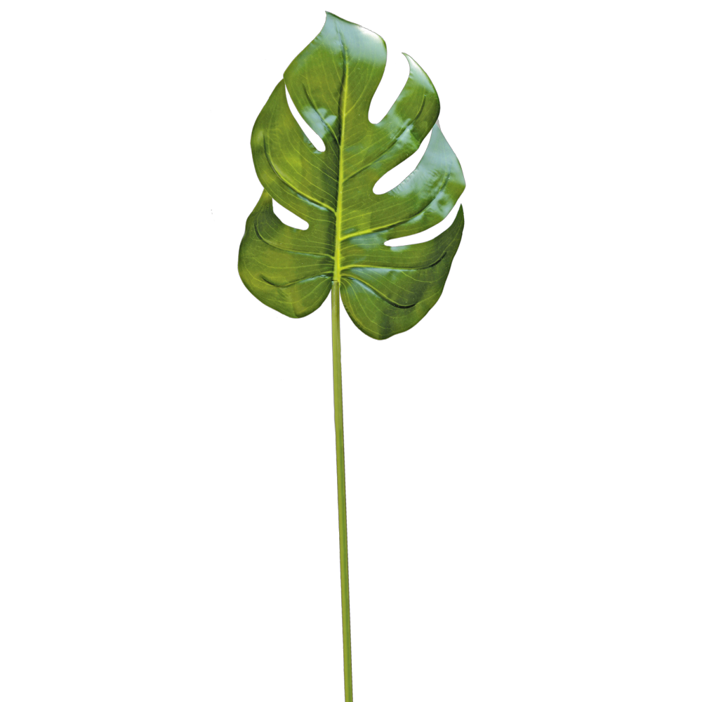 Monsterablatt grün, 56 cm