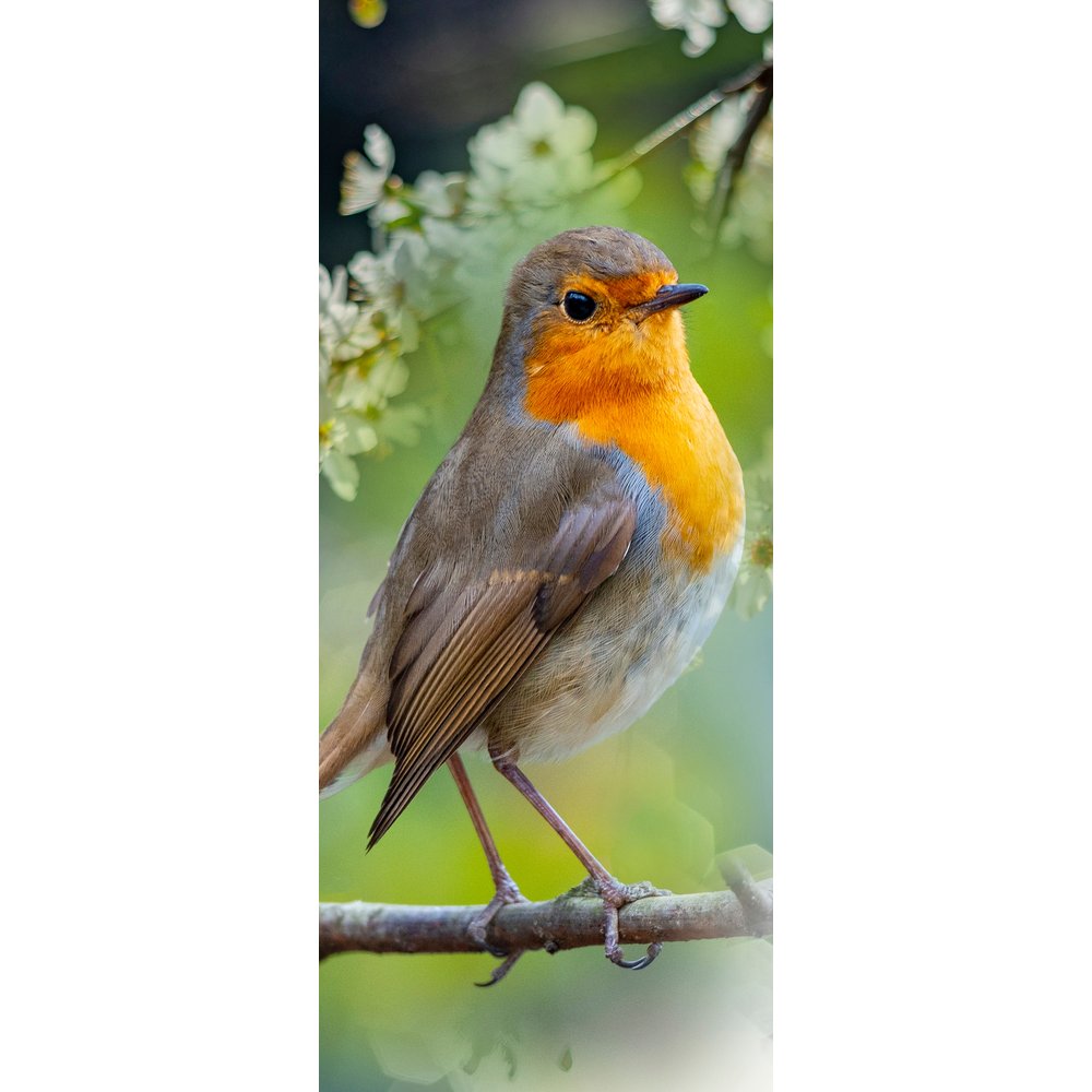 Banner Vogel Red Robin bunt, 75 x 180 cm