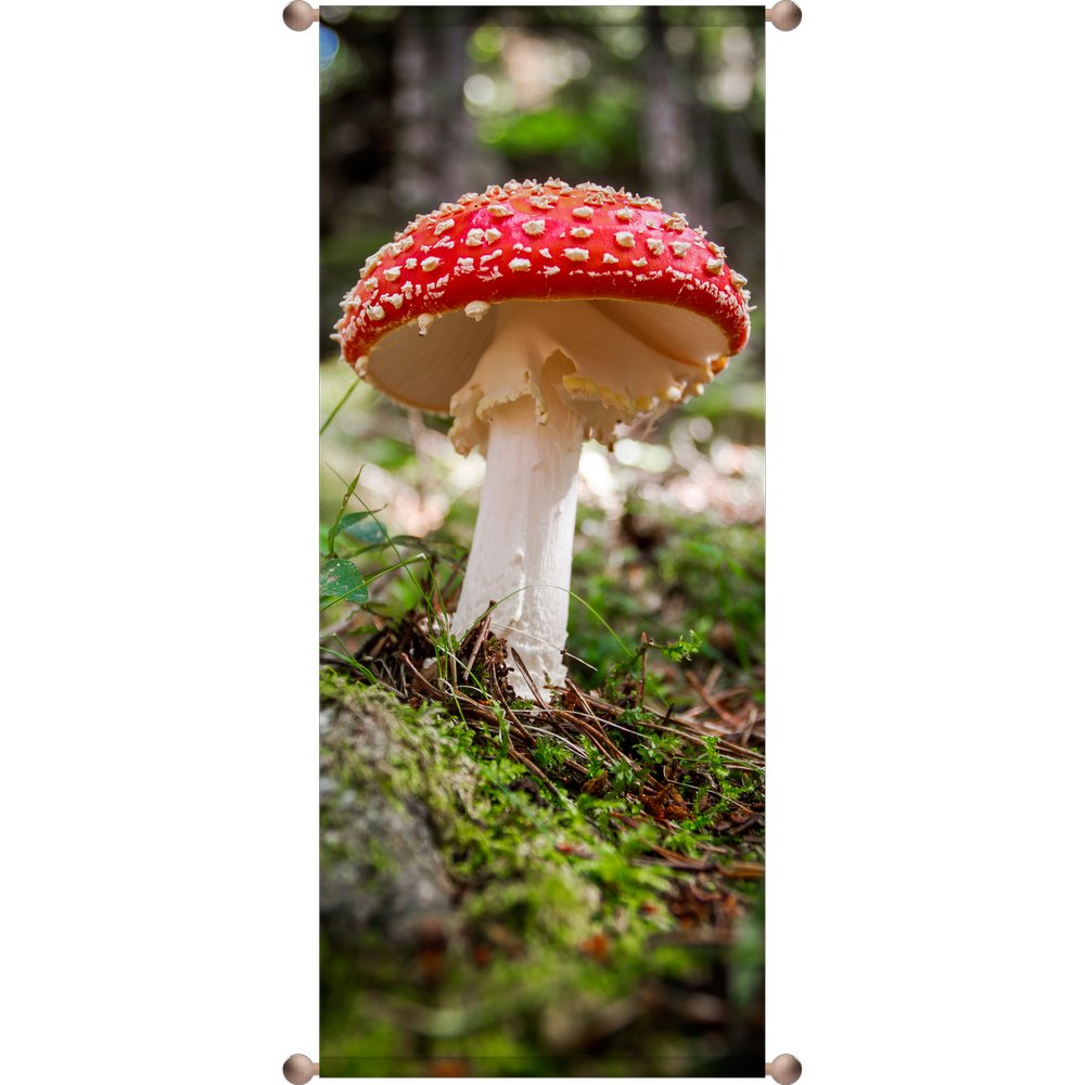 Banner Fliegenpilz, 75 x 180 cm