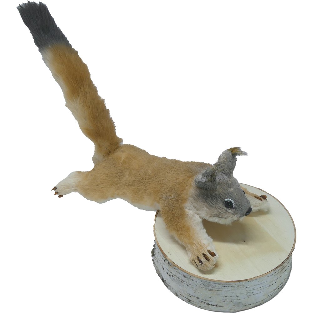 Eichhörnchen Skip kletternd natur,L50x15x12 cm