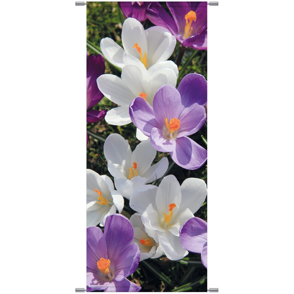 Banner Krokusse, 75 x 180 cm