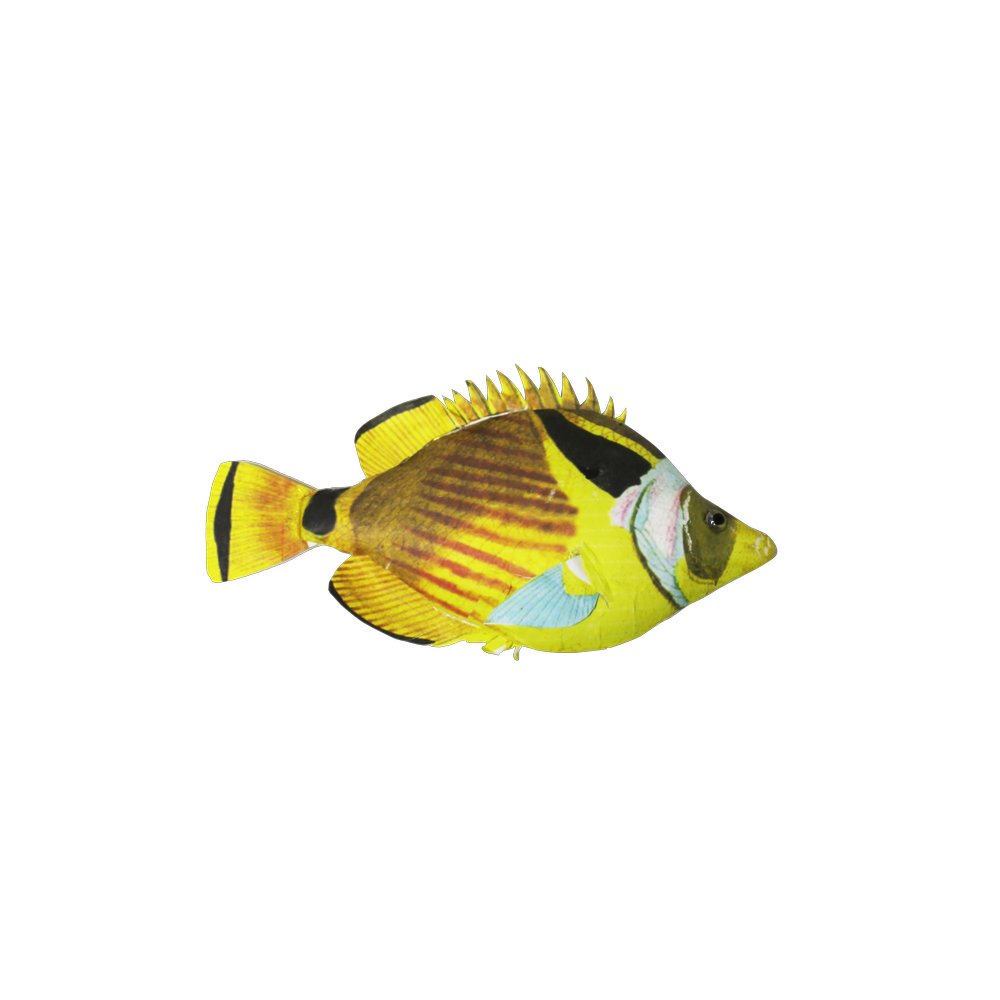 Fisch Tropic gelb/bunt, 16 x 10 cm