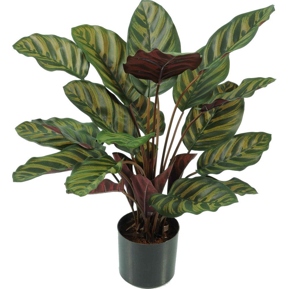 Calathea Pflanze getopft B1 grün, 58 cm
